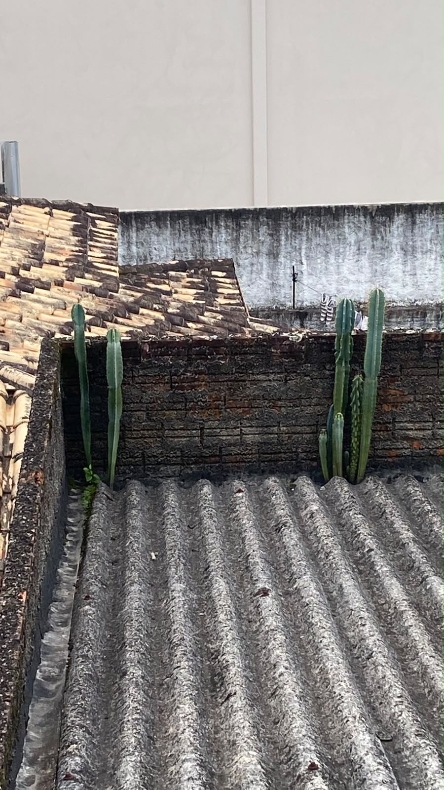 Cobertura existente junto à platibanda de tijolo, com vegetação nascendo na junção